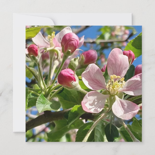 Primavera Apple Blossoms (Frente)