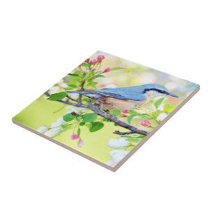 Primavera Bird - Lindo