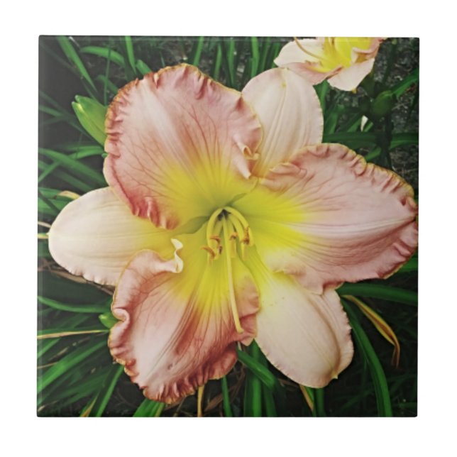 Primavera Blooms (Frente)