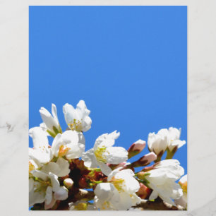 Primavera Blossomo