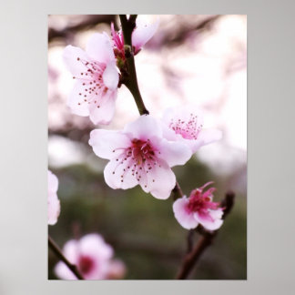 Primavera Blossomo Poster