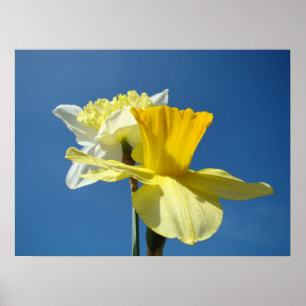 Primavera Blue Sky art posters Daffodil Flowers