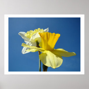 Primavera Blue Sky Fine Art Impressões Daffodil Fl