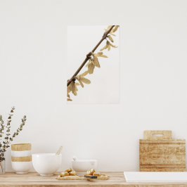 Primavera Chás no Poster Forsythia Flowers