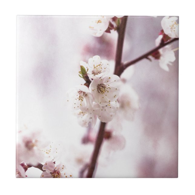 Primavera cor-de-rosa (Frente)