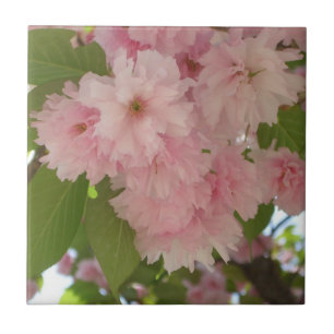 Primavera cor-de-rosa de florescência dobro da