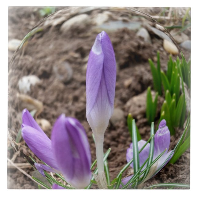 Primavera crocodilo (Frente)