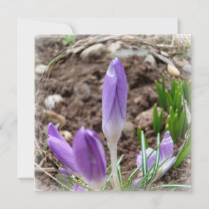 Primavera crocodilo