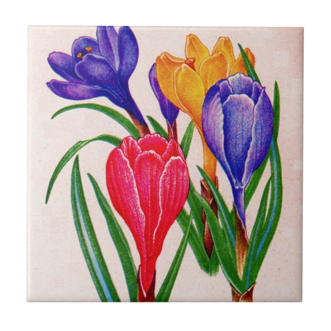 primavera crocus (Frente)