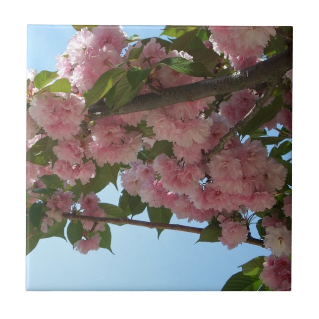 Primavera da Árvore IV de Blossomas Duplas (Frente)