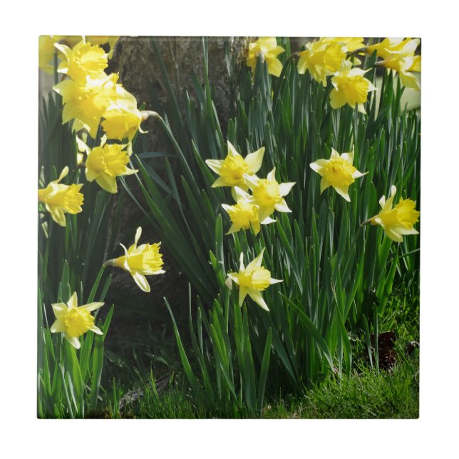Primavera Daffodils (Frente)
