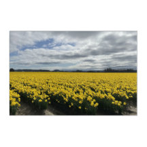 Primavera de Daffodils na Arte Acrílica PNW