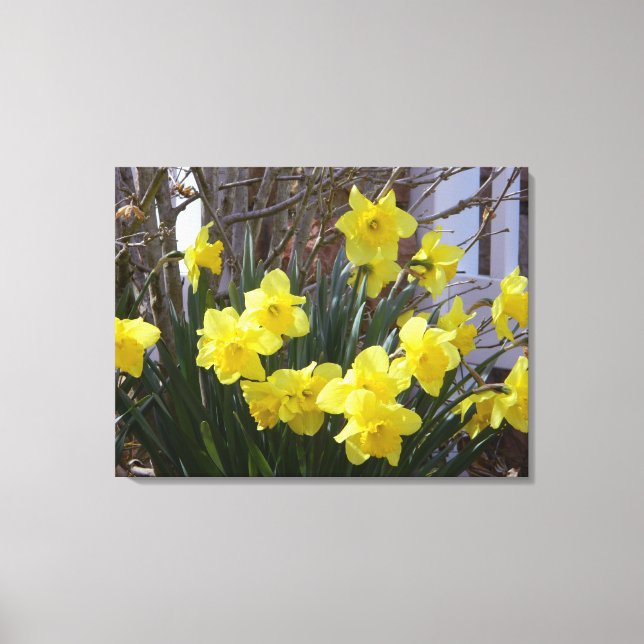 Primavera ensolarado Daffodils Canvas (Frente)