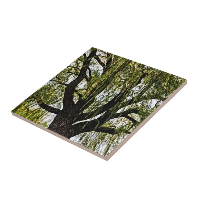 primavera espera silenciada (Lateral)