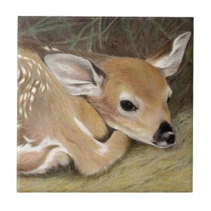 Primavera Fawn