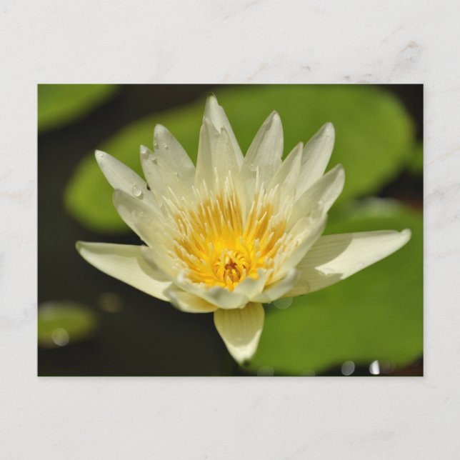 Primavera flor - cartões postais (Frente)