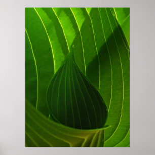 Primavera Green Hosta Leaf Poster Impressão