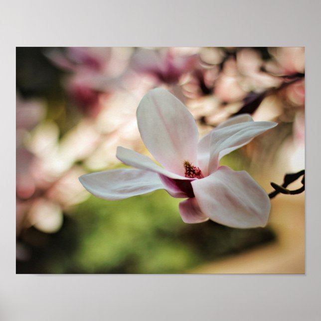 Primavera Magnolia Poster (Frente)