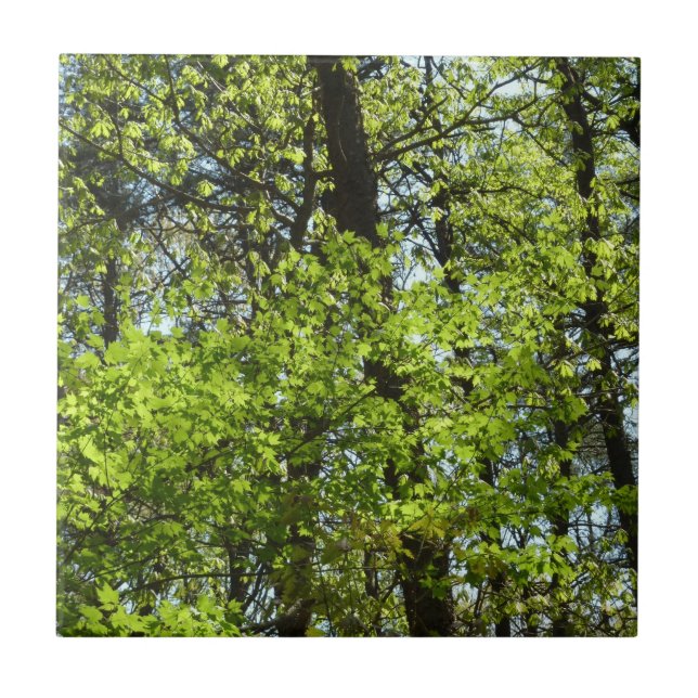 Primavera Maple Deixa a natureza (Frente)