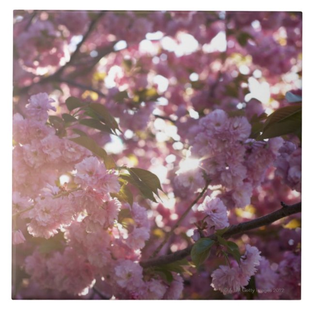 primavera no parque Brooklyn NY da perspectiva (Frente)