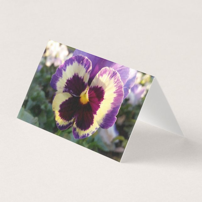 primavera Pansy colorido (Frente)