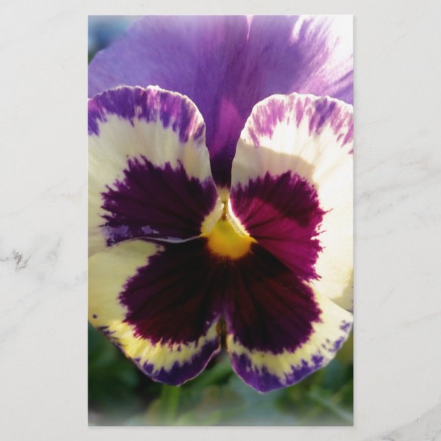 primavera Pansy colorido (Frente)