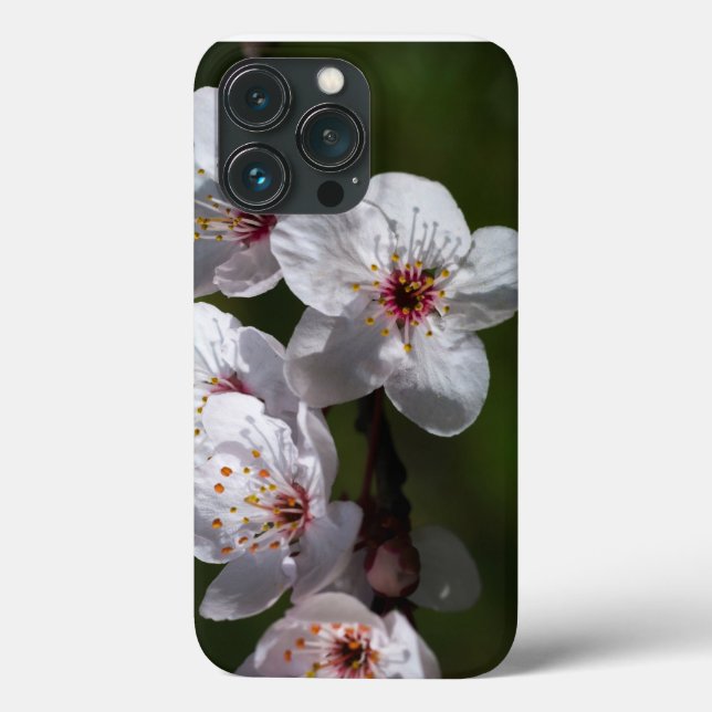 Primavera plum floresce para telefones (Verso)
