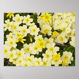 Primavera Primroses Poster