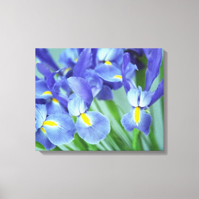 Primavera Purple Irisa Impressão de Canvas de Foto (Frente)