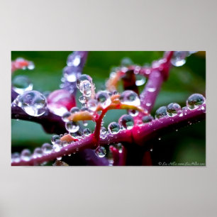 Primavera Raindrop Jewels na Floresta Poster