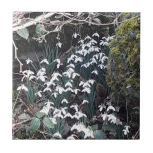 Primavera Snowdrops Azulejo cerâmico