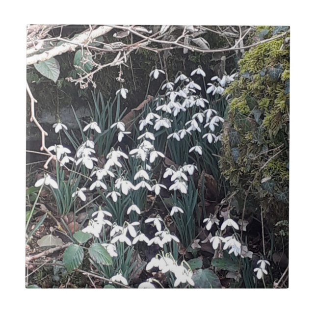 Primavera Snowdrops Azulejo cerâmico (Frente)