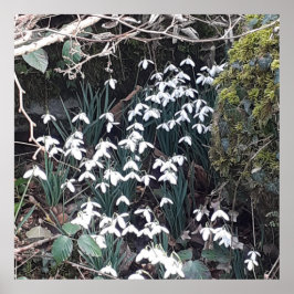 Primavera Snowdros Poster
