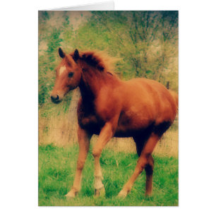 Primavera Sorrel Todas as Ocasiões Cartão de Sauda