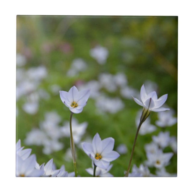 Primavera Starflower (Frente)