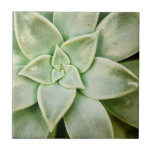 Primavera Succulent<br><div class="desc">"Primavera Succulent I" de Jason Johnson. Possui um close de um suculento.</div>