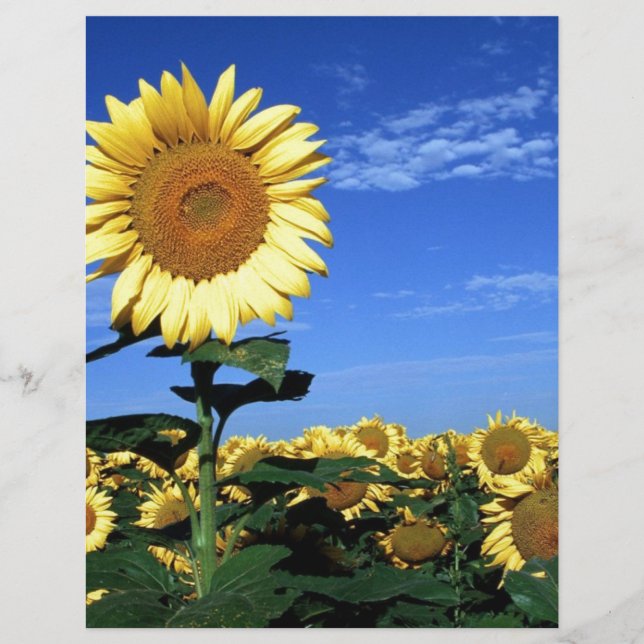 Primavera Sunflower (Frente)