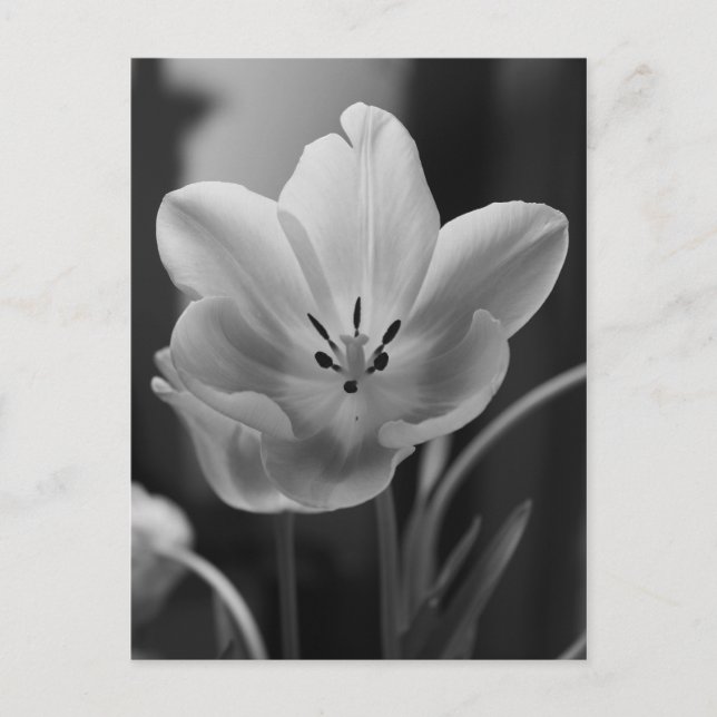 Primavera Tulip no cartão postal monocromático (Frente)
