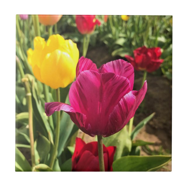 Primavera Tulips, Oregon (Frente)