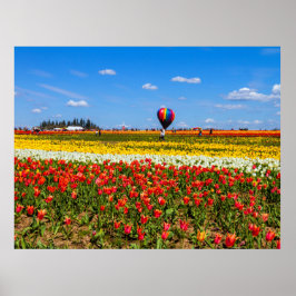 Primavera Tulips Poster
