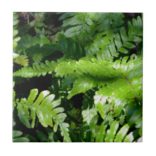 Primavera Verde-Ferns