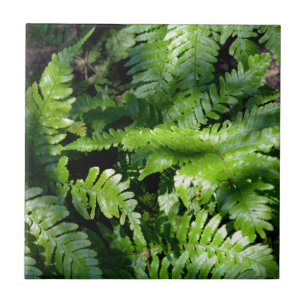 Primavera Verde-Ferns