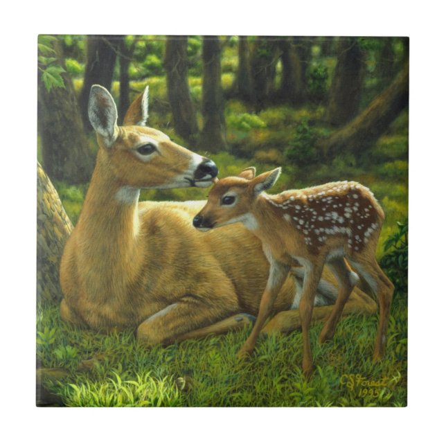 Primavera Whitetail Fawn e Madre Deer (Frente)