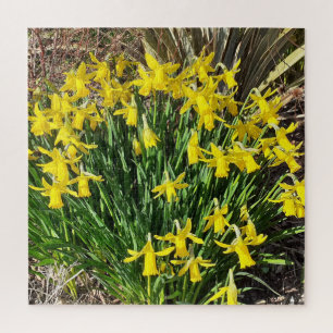 Primavera Yellow Daffodils Jigsera Quebra-cabeça
