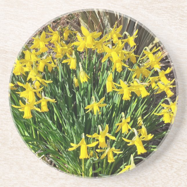 Primavera Yellow Daffodils Porta copos Sandstone (Frente)