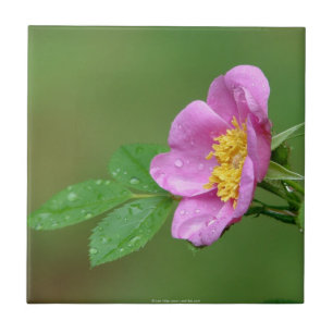 Primaveras Tempestade Bela Rosa Selvagem Em Azulej