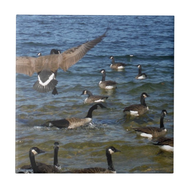 Primeiro ganso a voar, gansos no lago Arrohead (Frente)