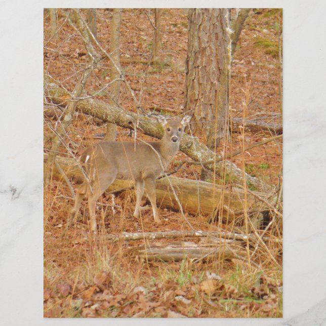 Primeiro inverno do Baby Deer (Frente)