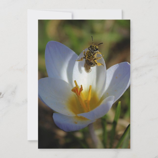 Primeiros sinais de Primavera (Frente)