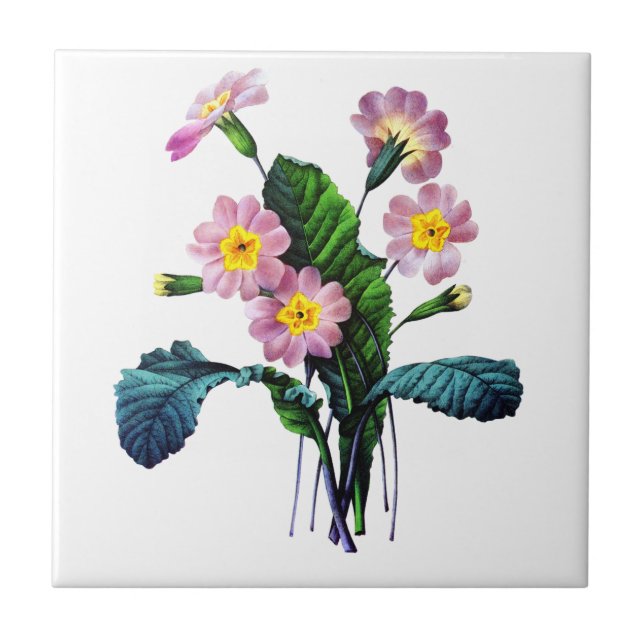 Primevere ou Primroses de Pierre Joseph Redoute (Frente)